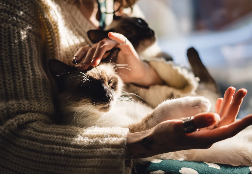 movable pet camera